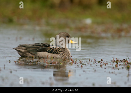 GELB in Rechnung gestellt TEAL Anas flavirostris Stockfoto