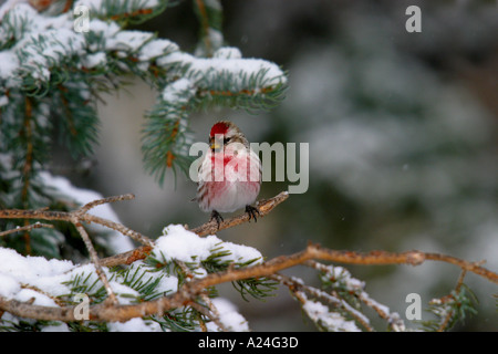 Vögel von Nordamerika Common Redpoll Zuchtjahr flammea Stockfoto