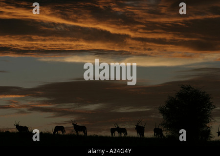 Gemsbock-Herde bei Sonnenuntergang auf Düne Stockfoto