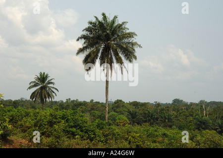 Palme, Ogoniland, Nigeria Stockfoto