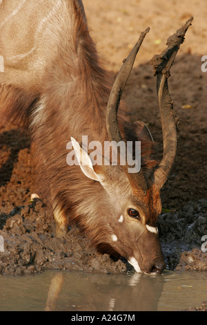 männliche Nyala trinken aus Schlamm-Pool-Porträt Stockfoto