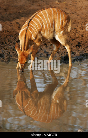 weiblicher Nyala trinken aus Schlamm-Pool mit Reflexion Stockfoto