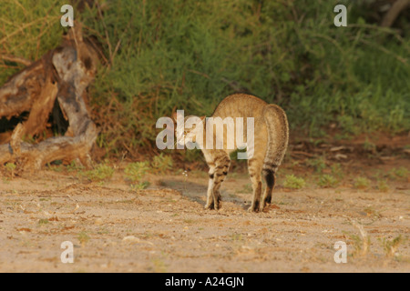 Afrikanische Wildkatze Warnanzeige Stockfoto