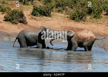 junger Elefant Bullen spielen kämpfen Stockfoto