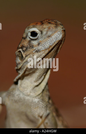 Zentralen saldiert Drachen hautnah Stockfoto