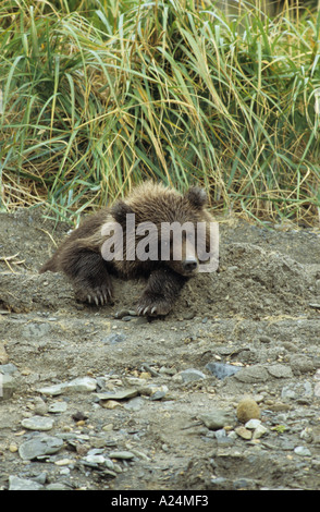 Braunbär Gizzly Ursus Arctos Cub schlafen im Bett der Tag im Sand am Strand nach Krankenpflege von seiner Mutter in Hallo Bay Alaska North Stockfoto