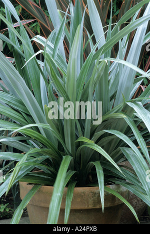 Astelia Chathamica in Container Astelias Silber Speer Blatt Blätter Stockfoto