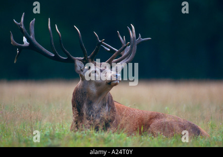 Rothirsch in der Brunft Geweih Maennlich Hirsch Wald Jagd Stockfoto