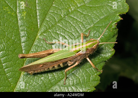 Gemeinsamen grünen Heuschrecke. Omocestus Viridulus. UK, Kent, August. Rechtes Bein fehlt. Dorsalansicht Stockfoto