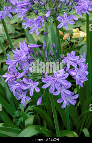 Agapanthus Headbourne Hybriden Stockfoto