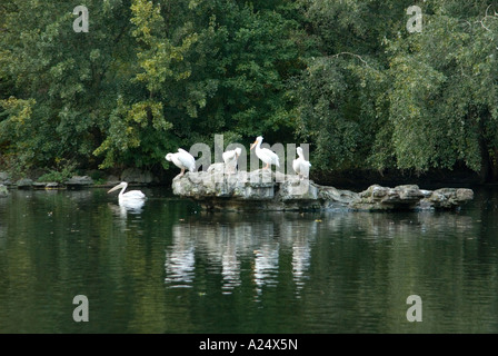 London, UK: 12. November 00 Pelikan Vögel thront auf einem Felsen in den See am 12. November 2006 in St James' Park, London Stockfoto