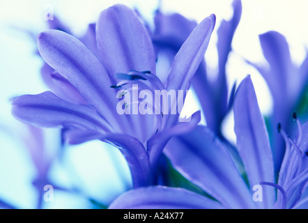 Agapanthus Headbourne Hybriden Stockfoto