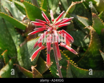 Aloe Blumen Makro Stockfoto