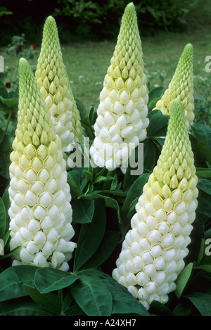 Lupinus "Polar Prinzessin", Lupine, weiße Blüten, kühle ...