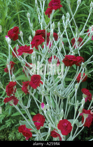 Lychnis Coronaria Stengel "Gärtner World", purpurrote Blumen, Blumengarten Pflanze, Pflanzen, Gartenbau, graue Blätter, graues Blatt, Stockfoto