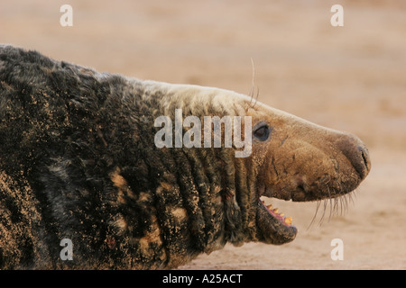 Männlichen Erwachsenen Grey Seal Halichoerus Grypus zeigt Aggression UK Stockfoto