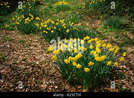 Narzissen wachsen in einem Waldgebiet Garten in Derbyshire England UK Stockfoto