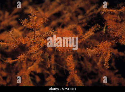 Killarney Nationalpark, Killarney, County Kerry, Herbstsaison in Irland, Schönheit in der Natur, Stockfoto
