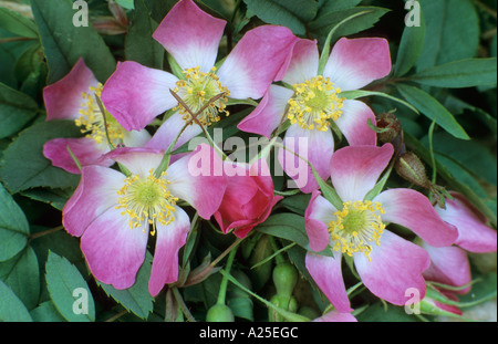 Rosa Rubrifolia, Arten rose, Kirschrot rosa Blüten, goldenen Staubgefäßen, Gartenpflanze, Rosa Glauca, Gartenbau Rosen Stockfoto