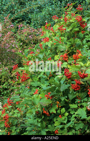 Viburnum Opulus Compactum rote Beeren, die Kreuzungen Guelder Rose
