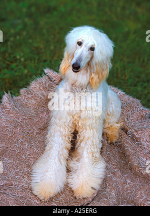 Afghanischer Windhund-Hund liegend auf Decke Stockfoto