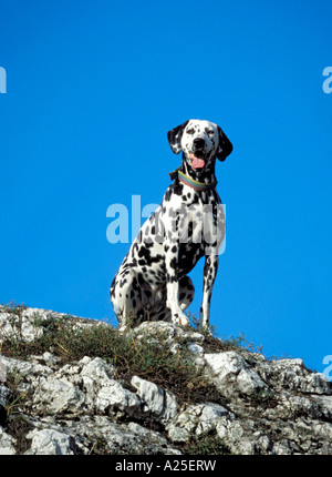Dalmatiner auf Felsen sitzend Stockfoto