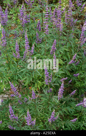 Vitex Agnus Castus, Mönchspfeffer, duftenden, violetten Blüten, Gartenpflanze, Gartenbau Stockfoto