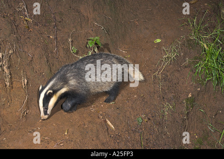 Dachs Meles Meles Futtersuche am Hang bei Nacht Lancashire UK Stockfoto