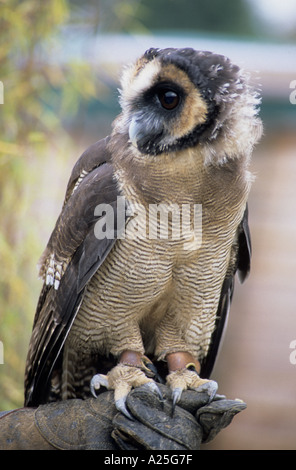 Eine junge asiatische Holz-Eule (Strix Leptogrammica) Stockfoto