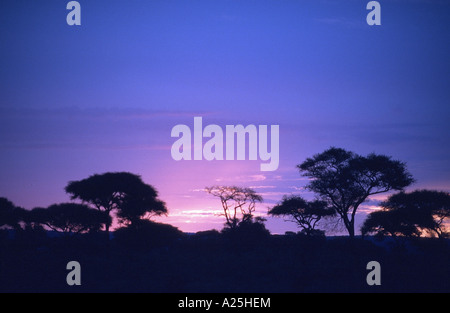 Regenschirm Thorn Akazie, Regenschirm Akazie (Acacia Tortilis), bei Sonnenaufgang, Tansania, Serengeti NP Stockfoto