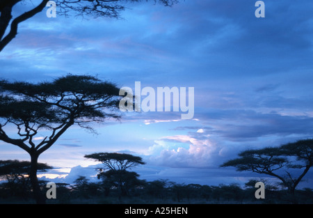 Regenschirm Thorn Akazie, Regenschirm Akazie (Acacia Tortilis), bei Sonnenaufgang, Tansania, Serengeti NP Stockfoto