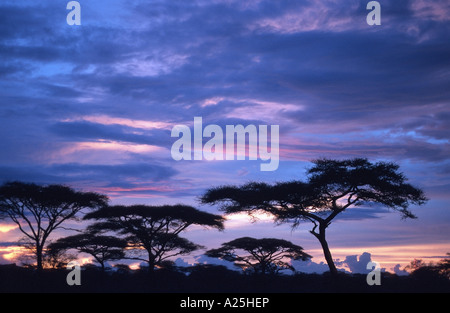 Regenschirm Thorn Akazie, Regenschirm Akazie (Acacia Tortilis), bei Sonnenaufgang, Tansania, Serengeti NP Stockfoto