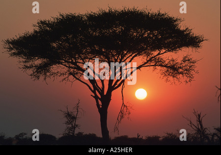 Regenschirm Thorn Akazie, Regenschirm Akazie (Acacia Tortilis), bei Sonnenaufgang, Namibia, Etosha NP Stockfoto