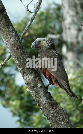 Kaka (Nestor Meridionalis), Klettern am Baum, Neuseeland Stockfoto