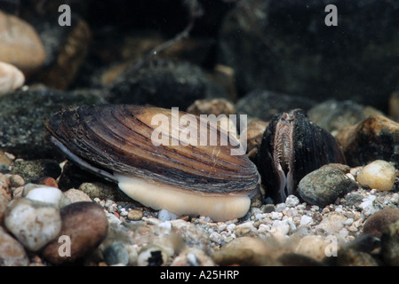 angeschwollenen Fluss Muschel (Unio Tumidus), mit sichtbaren Fuß, Dorfen, Isental, Bayern, Deutschland Stockfoto