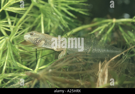 Grasfrosch, Grasfrosch (Rana Temporaria), Larve mit vier Beinen zwischen Hornblatt, Deutschland, Bayern, Isental Stockfoto