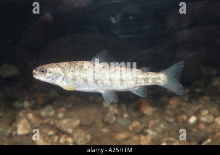 Atlantischer Lachs (See Einw U.S./Canada: Ouananiche, See Atlantischen Lachs, Binnenland Lachs, Sebago Lachs) (Salmo salar), y Stockfoto