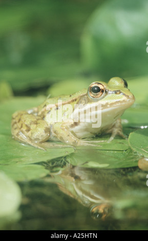 Europäische essbare Frosch (Rana Esculenta), zwischen den Schilfen; Spiegelbild im Wasser, Deutschland, Bayern Stockfoto