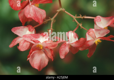 winterharte Begonie (Begonia Grandis SSP. Evansia), Blüten Stockfoto