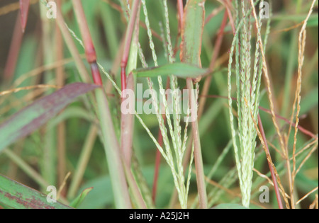 großen Crabgrass, Klettenlabkraut (Digitaria Sanguinalis), Spitzen Stockfoto