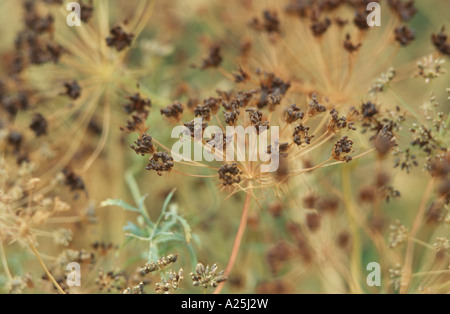 Bullwort, Zahnstocher Ammi, des Bischofs Blume (Ammi Majus), Pflanze mit Früchten Stockfoto