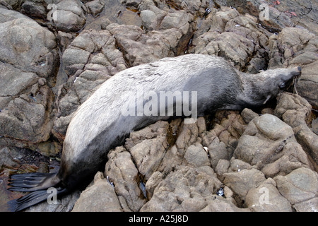 Toten Seebär Arctocephalus percivali am Strand Südafrika Stockfoto