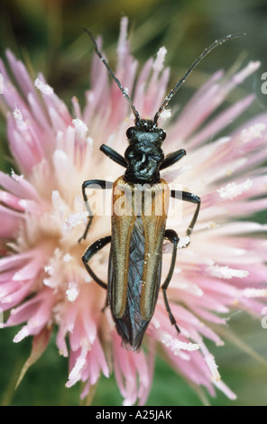 falsche Blister Beetle (Oedemera Femorata), Weiblich, auf rosa Blüte Stockfoto