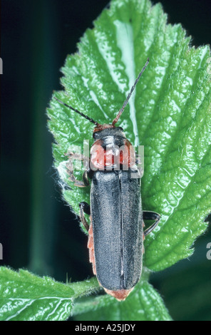 Soldat-Käfer (Cantharis Rustica), imago Stockfoto