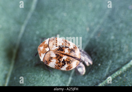 Museum-Käfer (Anthrenus Museorum), imago Stockfoto