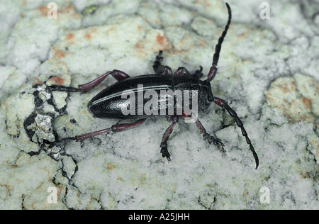 Longhorn Beetle, Laubholzbockkäfer (Dorcadion Pedestre), imago Stockfoto