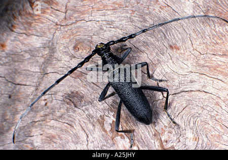 Buche-Steinbock-Käfer, kleine Eiche Steinbock Käfer (Buchenspießbock Scopolii), imago Stockfoto