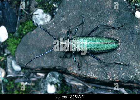 Moschus-Käfer (Aromia Moschata), imago Stockfoto