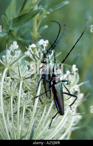 Moschus-Käfer (Aromia Moschata), paar Stockfoto