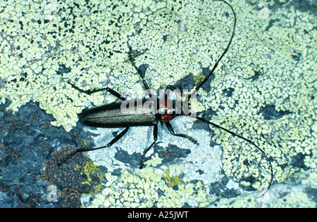 Moschus-Käfer (Aromia Moschata), imago Stockfoto